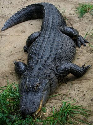 1024px-American Alligator.jpg