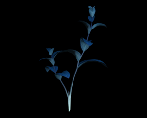 Blue-herb.png