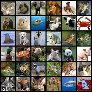 Shanes-animals-collage.jpg