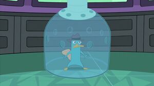 Platypus under glass.jpg