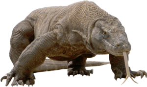 Komodo-Dragon.png