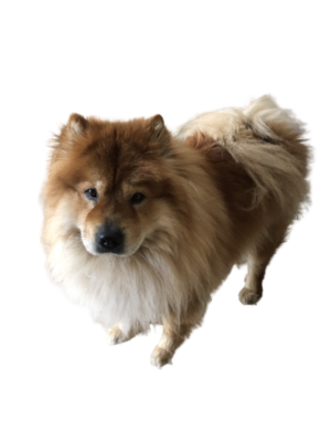 Ultimatedoggi2.png