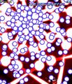 Thumbnail for version as of 00:48, 14 May 2026