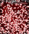 Thumbnail for version as of 01:07, 14 May 2026