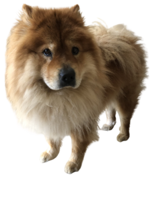 Ultimatedoggi1.png