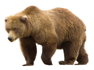 Bear.png