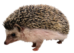 European Hedgehog.png