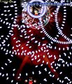 Thumbnail for version as of 00:48, 14 May 2026