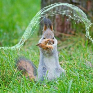 WaterSquirrel.png