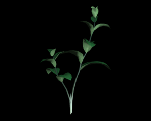 Green-herb.png