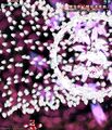 Thumbnail for version as of 23:01, 15 June 2026