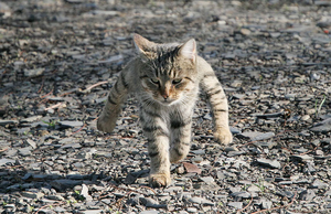 WalkinCat.png